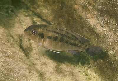 Tropheops sp. 'mbenji yellow' Mbenji Island